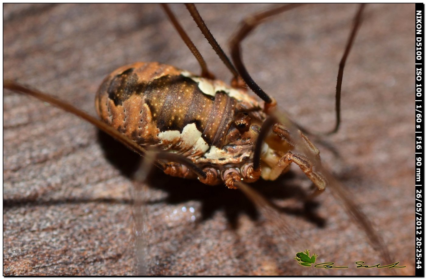 Dasylobus argentatus dal Lago di Baratz  130